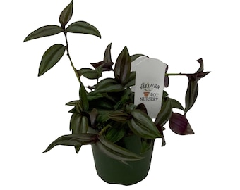 FlowerPotNursery Purple Silver Wandering Jew Tradescantia z. Silver Plus 4" Pot