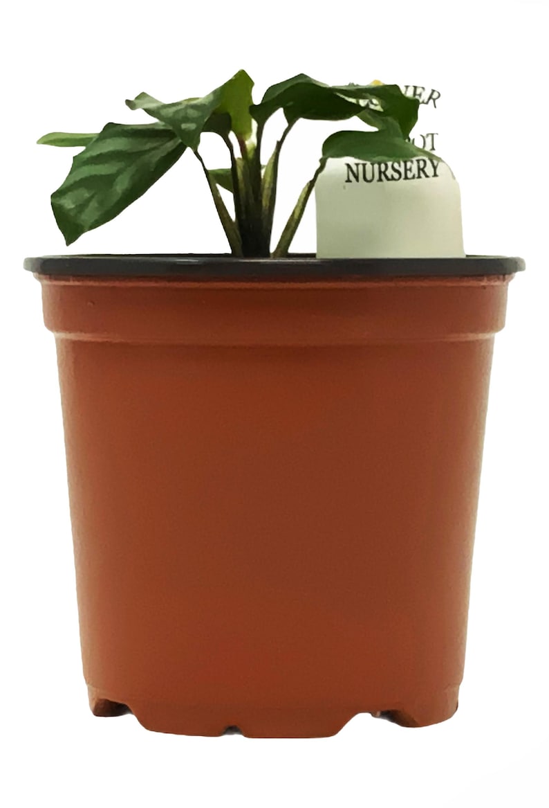 The Flower Pot Nursery Calathea Freddie - Thumbnail 4
