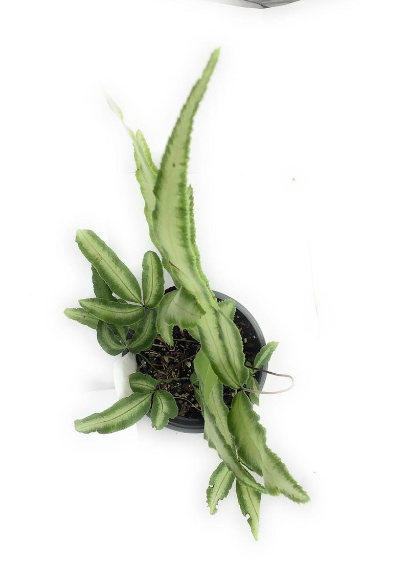 The Flower Pot Nursery Cretan Brake Fern - Thumbnail 4
