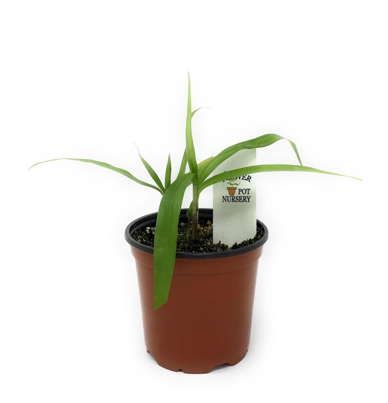 TheFlowerPotNursery Chinese Ground Orchid - Thumbnail 2