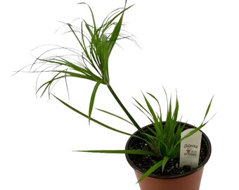 FlowerPotNursery Graceful Grasses® Cyperus involucratus Baby Tut® 1 Gallon Pot