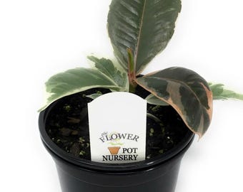 FlowerPotNursery Variegated Rubber Plant Ficus elastica Tineke 4" Pot
