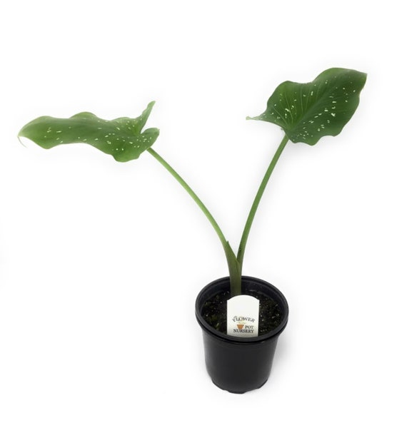 FlowerPotNursery White Giant Calla Lily Zantedeschia | Etsy