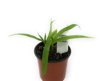 FlowerPotNursery Chinese Ground Orchid Kate Bletilla yokohama Kate 4" Pot
