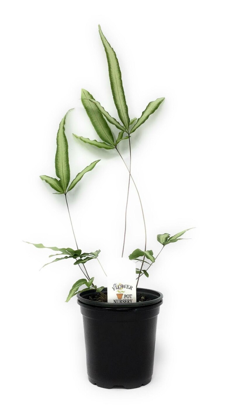The Flower Pot Nursery Cretan Brake Fern