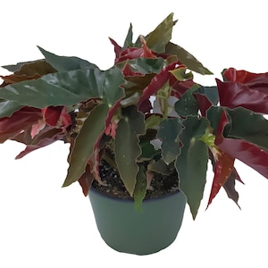 FlowerPotNursery Angel Wing Torch Red Begonia Begonia sp. Torch Red 6" Pot