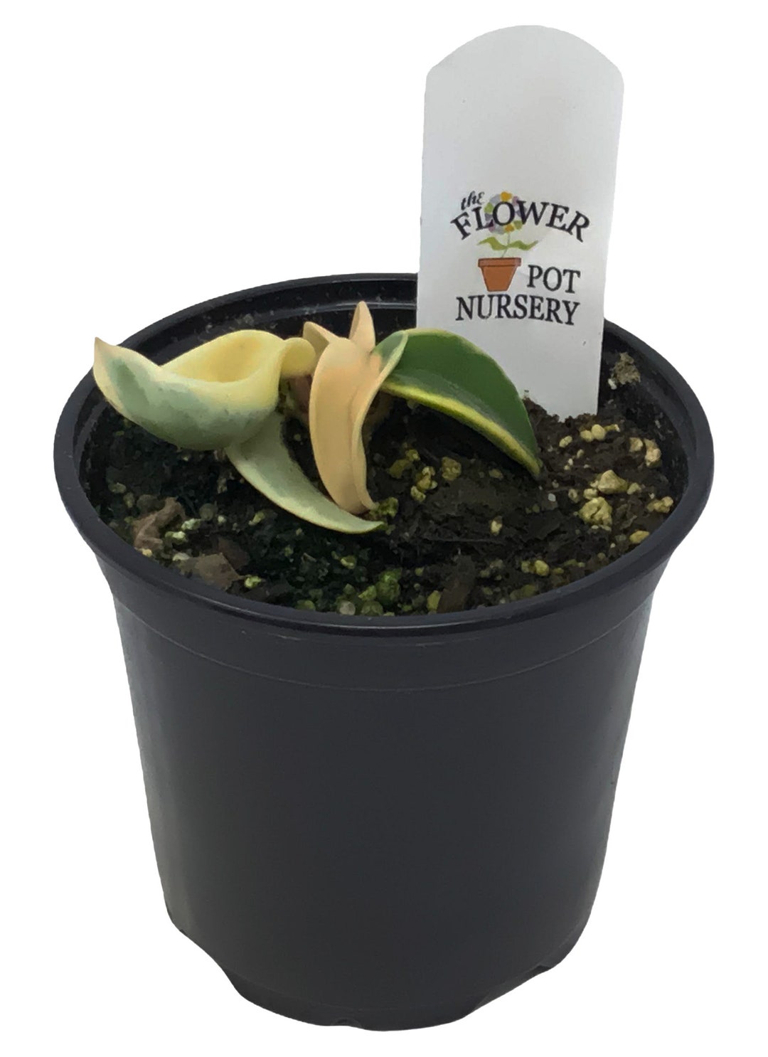 Flowerpotnursery Variegated Hindu Rope Hoya Carnosa Compacta Variegata ...