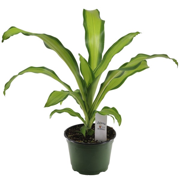 FlowerPotNursery Dracaena Marley Dracaena fragrans Marley 6" Pot