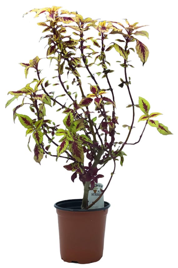 rubber tree leaves Design your indoor Space with a Ficus Ruby Tree Like Form Single Trunk,  Multi Branch Canopy