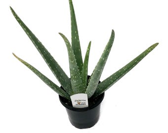 FlowerPotNursery Aloe Vera Plant (Medicinal) 4&quot; Pot