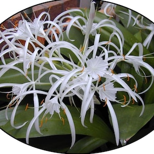 FlowerPotNursery Caribbean Spider Lily Hymenocallis caribaea 1 Gallon Pot