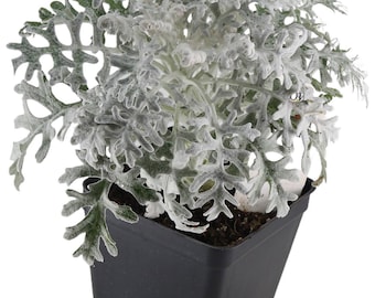 FlowerPotNursery Dusty Miller Plant Senecio cineraria 4" Pot