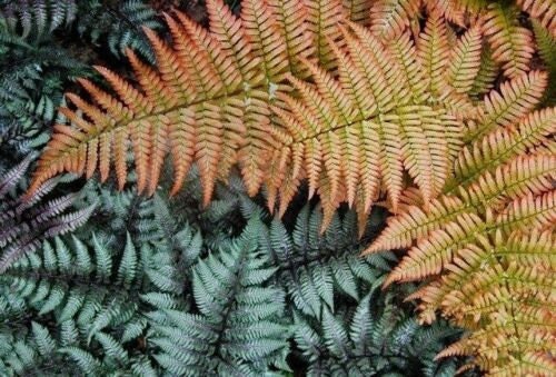 Autumn Fern Brilliance - Dryopteris erythrosora 'Brilliance' - 4” Pot
