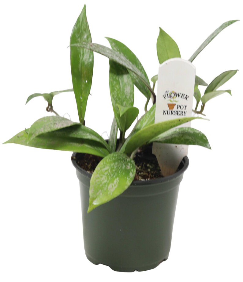 FlowerPotNursery Pubicalyx Hoya Hoya pubicalyx Speckled 4" Pot image 3