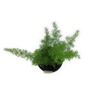 Myersii - Foxtail Fern - Asparagus Densiflorus | Proven Winners
