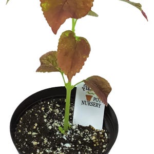 FlowerPotNursery Coleus Alabama Sunset Coleus scutellarioides Alabama S. 4” Pot