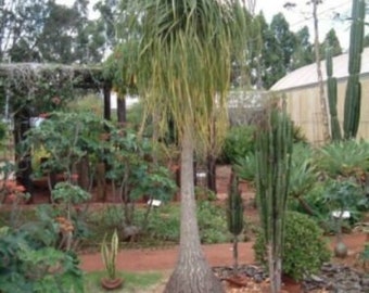 Ponytail Palm - Beaucarnea recurvata - 4” Pot