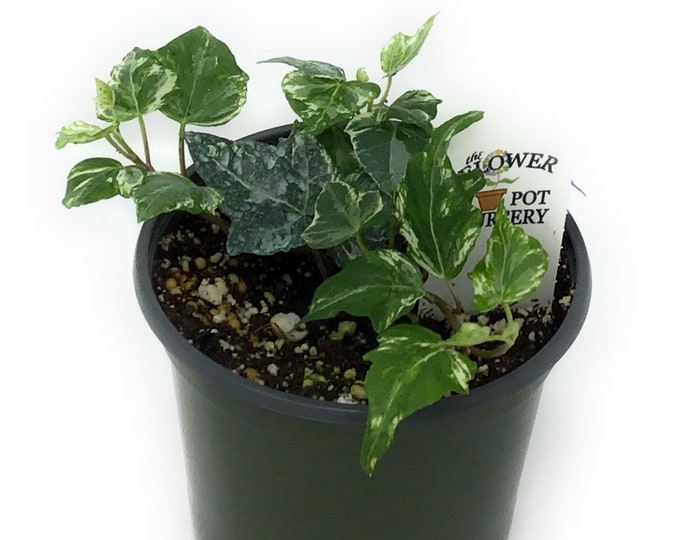 Flowerpotnursery Mint Kolibri English Ivy Hedera Helix Mint Etsy