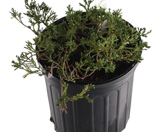 FlowerPotNursery Blue Rug Creeping Juniper Juniperus horizont. Wiltonii 1 Gallon