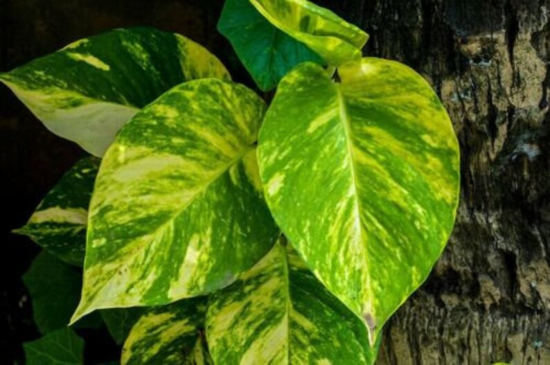 Golden Devil�s Ivy Pothos Ivy Epipremnum aureum Etsy