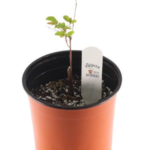 FlowerPotNursery Dynamite® Crape Myrtle Lagerstroemia sp. Dynamite 1 Gallon Pot