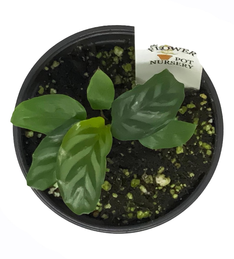 The Flower Pot Nursery Calathea Freddie - Thumbnail 3