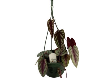 FlowerPotNursery Rex Begonia Vine Cissus Discolor 6" Hanging Basket