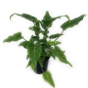 FlowerPotNursery Philodendron xanadu Philodendron xanadu 4” Pot