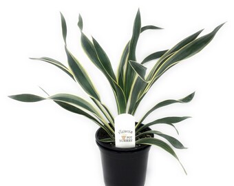 FlowerPotNursery Bright Edge Yucca Yucca filamentosa Bright Edge 4" Pot