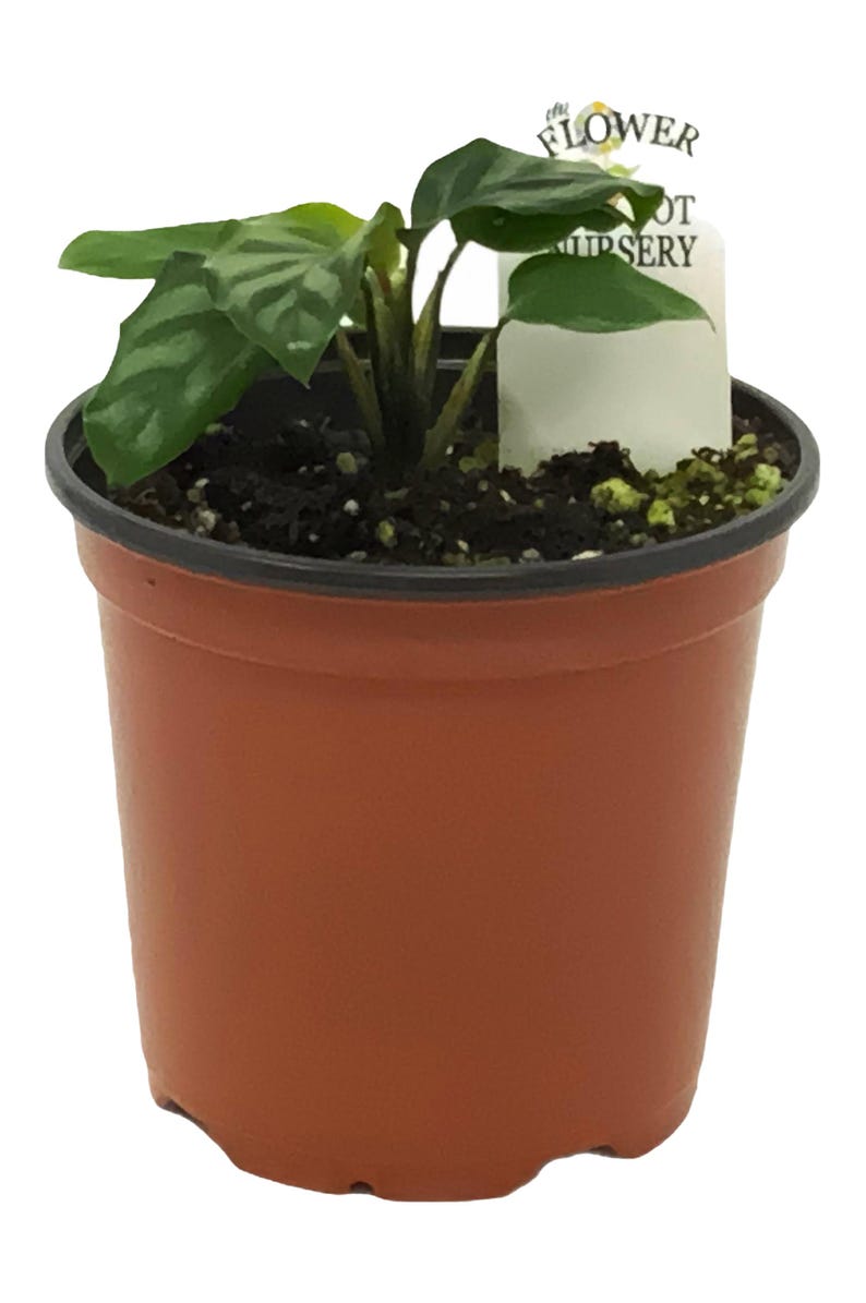 The Flower Pot Nursery Calathea Freddie