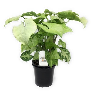 FlowerPotNursery Arrowhead Plant Syngonium podophyllum White Butterfly 4" Pot