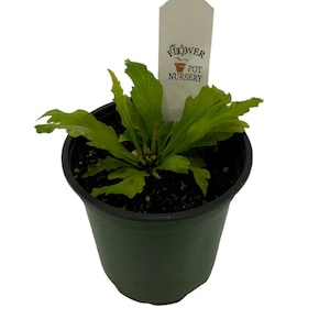 FlowerPotNursery Japanese Birds Nest Fern Asplenium nidus Champion 4&quot; Pot