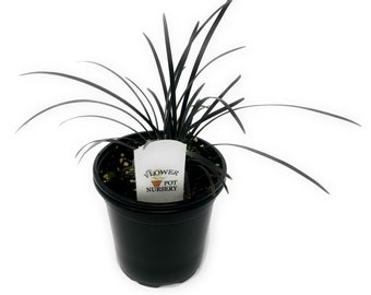 FlowerPotNursery Black Mondo Grass Ophiopogon planiscapus 'Nigrescens' 4" Pot