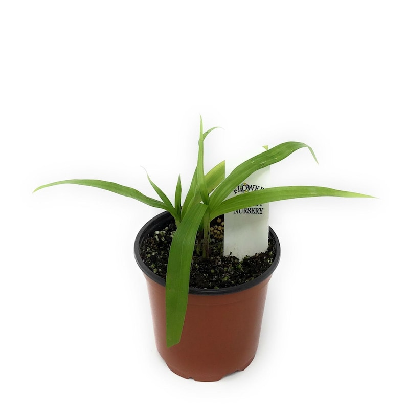 TheFlowerPotNursery Chinese Ground Orchid - Thumbnail 4