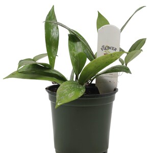 FlowerPotNursery Pubicalyx Hoya Hoya pubicalyx Speckled 4" Pot image 2