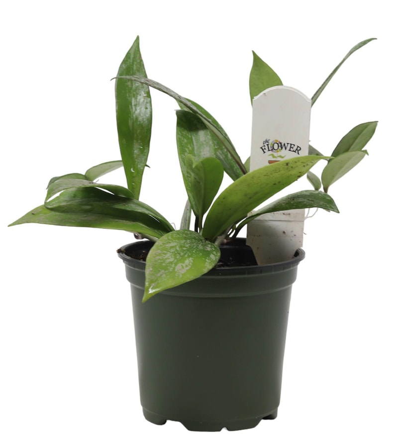 FlowerPotNursery Pubicalyx Hoya Hoya pubicalyx Speckled 4" Pot image 2
