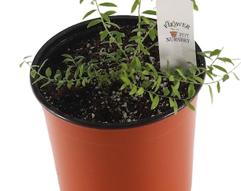 FlowerPotNursery Native Blueberry Vaccinium darrowii 1 Gallon Pot