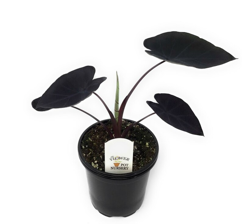 FlowerPotNursery Electric Blue Gecko Colocasia sp. Electric Etsy