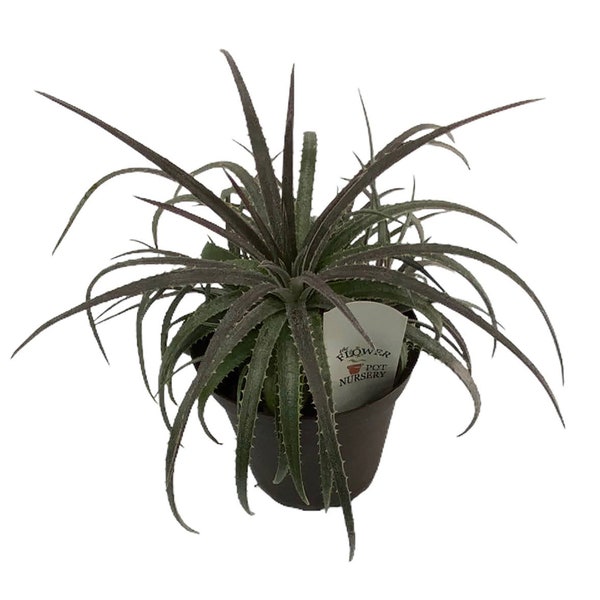 FlowerPotNursery Pale Ryder Dyckia Dyckia sp. Pale Ryder 4” Pot