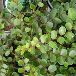 Button Fern - Pellaea rotundifolia - 4” Pot