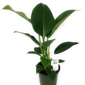 FlowerPotNursery Philodendron Congo Philodendron congo 4” Pot