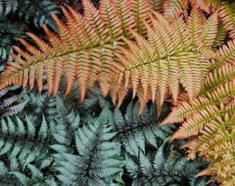 Autumn Fern Brilliance - Dryopteris erythrosora &#39;Brilliance&#39; - 4” Pot
