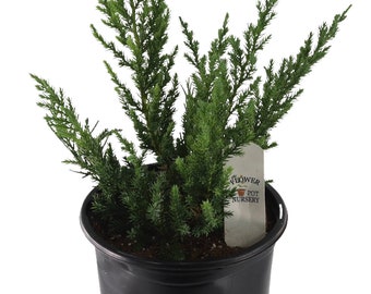 FlowerPotNursery Parsons Juniper Juniperus davurica Expansa Parsonii 1 Gallon