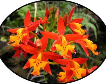 FlowerPotNursery Reed Stem Orchid Orange Epidendrum radicans 4" Pot
