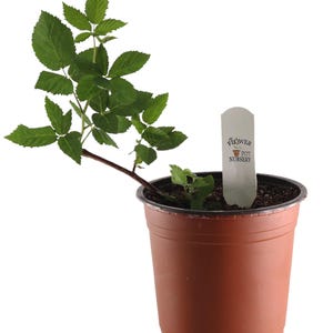 FlowerPotNursery Apache Thornless Blackberry Rubus sp. Apache 1 Gallon Pot