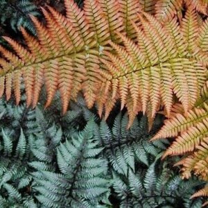 Autumn Fern Brilliance - Dryopteris erythrosora 'Brilliance' - 4” Pot