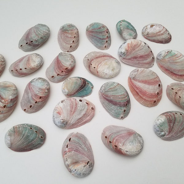 Small Red Abalone Shells for smudging, burning sage smudge incense resin or just beautiful decor and jewelry crafts - Free Shipping!