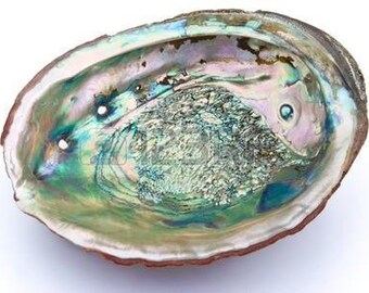 Large Abalone Shell 5 to 6 inch - for smudging, burning sage smudge incense resin, energy clearing, cleansing, house warming gift, decor