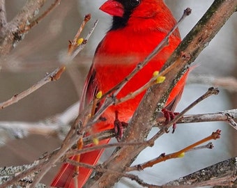 Cardinal