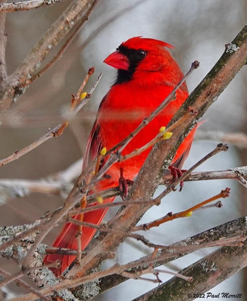 Cardinal image 1